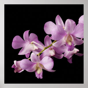 Poster Flor cor-de-rosa no preto - orquídeas da orquíde