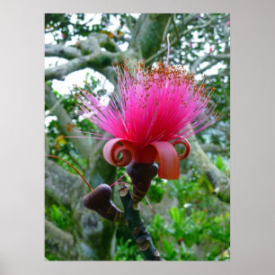 Poster Flor da árvore do Bombax