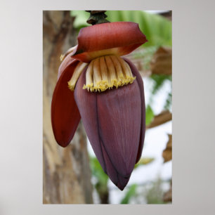 Pôster Flor da banana