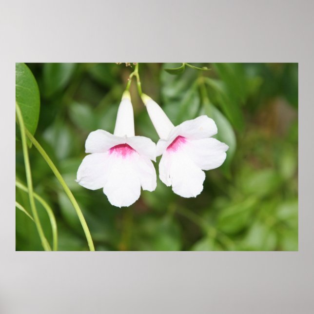 Poster Flor da Campainha de Casamento (Frente)
