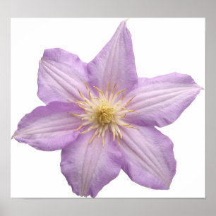 Pôster Flor da lavanda