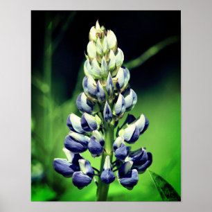 Poster Flor Da Lupina Roxo-solteiro