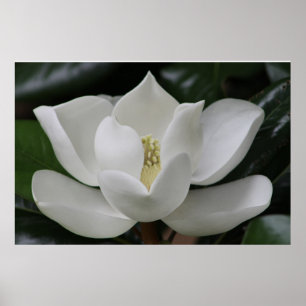 Pôster Flor da magnólia no terreno de Blacksburg