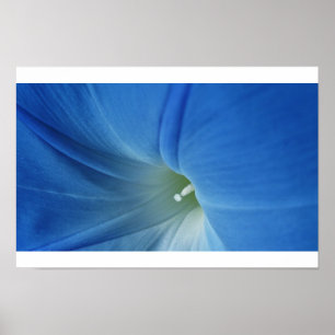 Pôster Flor da manhã