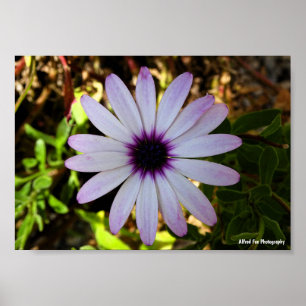 Poster Flor da Margarida Africana Branca