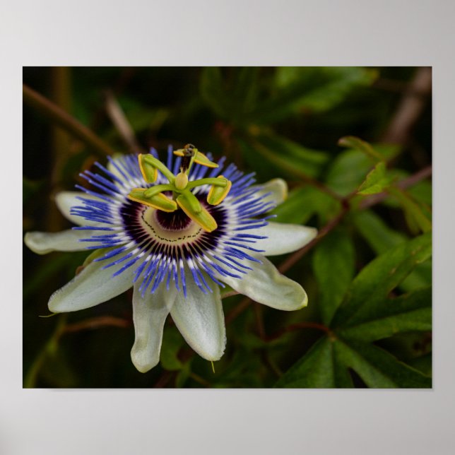 Poster Flor da Paixão Comum (Frente)