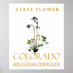 Poster Flor da Região do Colorado Aquilegia coerulea Azul
