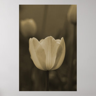 Poster Flor da tulipa do solteiro do tom do Sepia