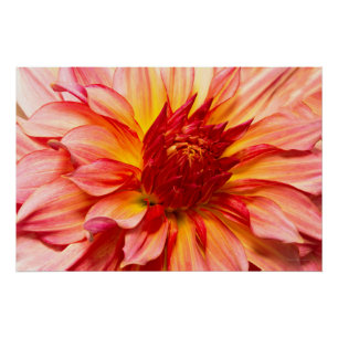 Pôster Flor - Dahlia - Tomada de fôlego da natureza