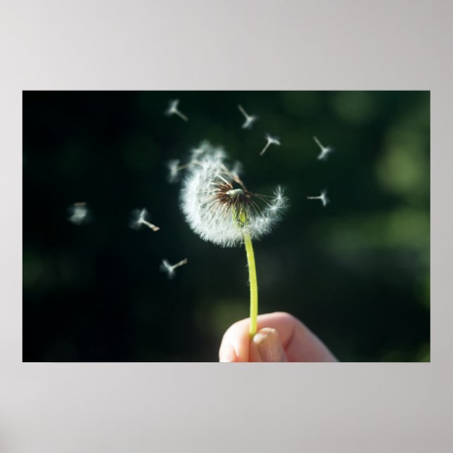 Poster Flor Dandelion (Frente)