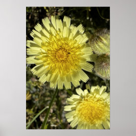 Poster Flor Dandelion