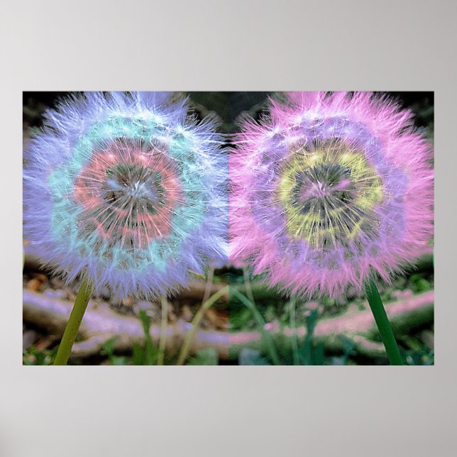 Poster Flor Dandelion Multicolorido Funky Psychedelic (Frente)