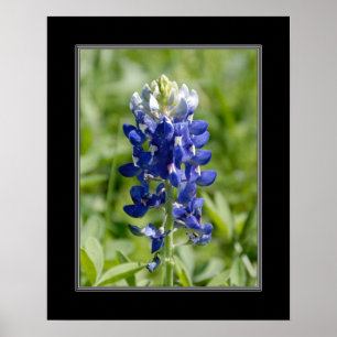 Pôster flor de 16x20 Texas Blubonnet