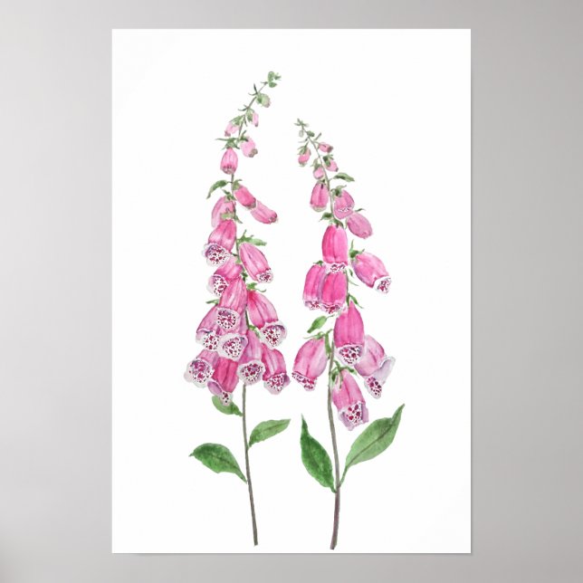 Poster Flor de 2 luvas de foxas rosa (Frente)