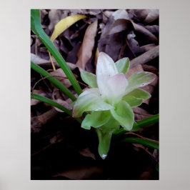 Poster flor de açafrão da-terra