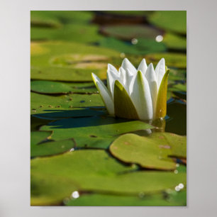 Poster Flor de água