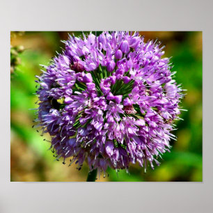 Pôster Flor De Alho Roxo Em Sangue
