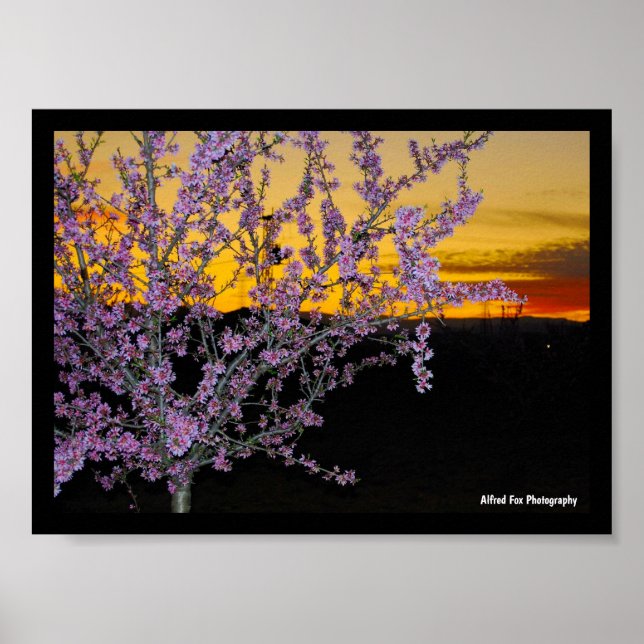 Poster Flor de Amêndoa Rosa no Céu Amarelo (Frente)
