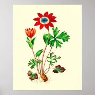 Poster Flor de Anêmona Estrela Vintage