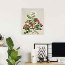 Flor de Arbusto Antiga