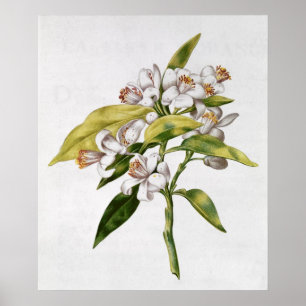 Poster Flor de árvore laranja, de La Guirlande de Julie