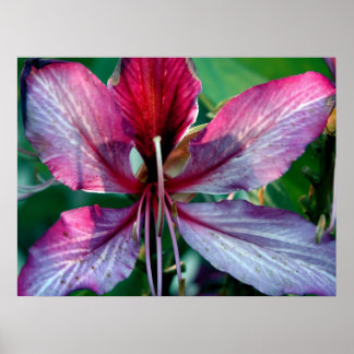 Poster Flor de Árvore Orquídea de Hong Kong