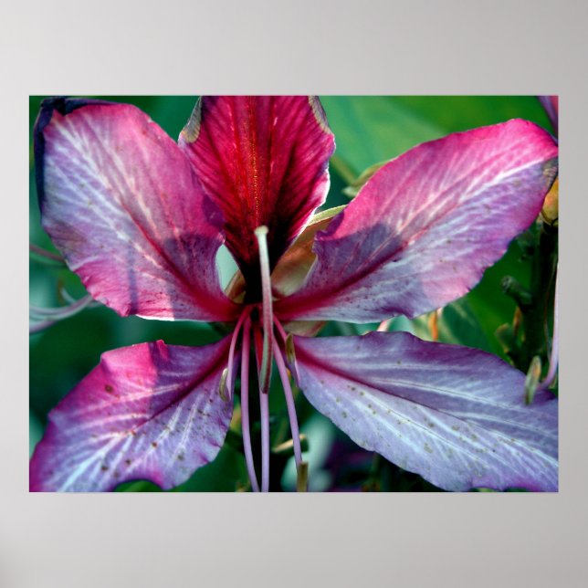 Poster Flor de Árvore Orquídea de Hong Kong (Frente)