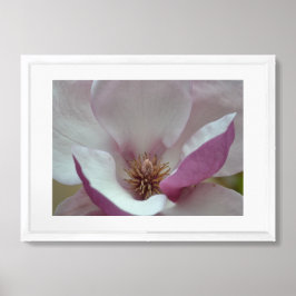Pôster Flor de Árvore Tulip