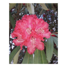 Flor de árvore vermelha