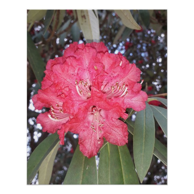 Pôster Flor de árvore vermelha (Frente)