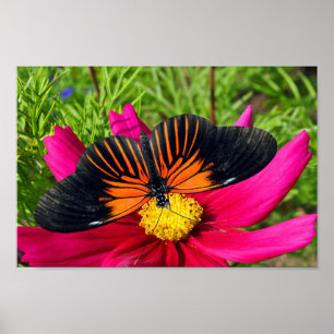 Poster flor de áster mexicano com uma Doris Longwing