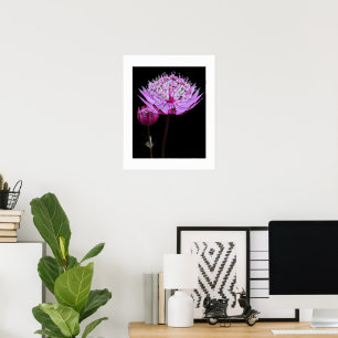 Poster Flor de Astrantia Rosa em Floral Preto