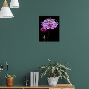 Poster Flor de Astrantia Rosa em Floral Preto