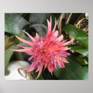 Poster Flor de Bromelia