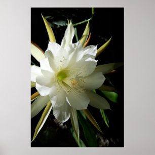 Poster Flor de Cacto