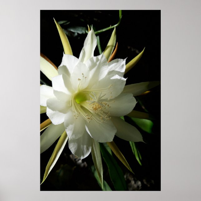 Poster Flor de Cacto (Frente)