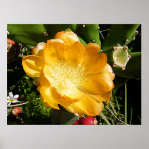 Poster Flor de Cacto Desabrocha em Laranja