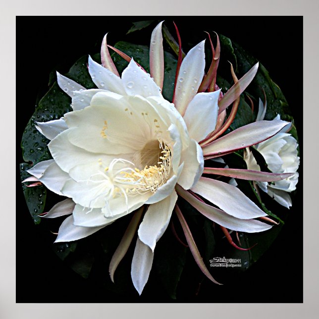 Poster Flor de Cacto Epífita (Frente)