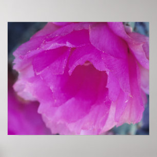 Poster Flor de Cactoouriço-Rosa (Echinocereus