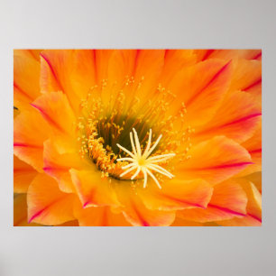 Poster Flor de Cactus Amarelo
