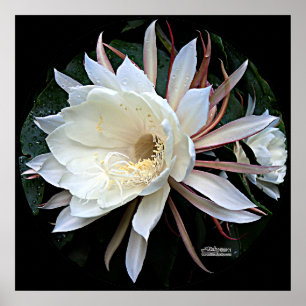 Poster Flor De Cactus Epífitas