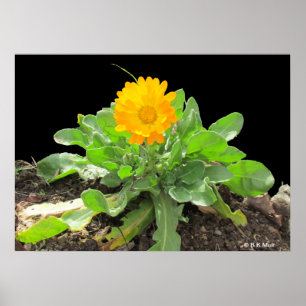 Poster - Flor de Calendário