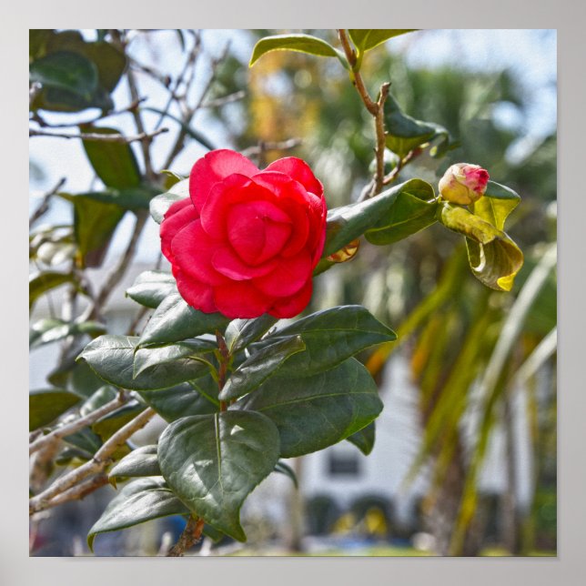 Poster Flor de Camélia Cereja Vermelha e Broto (Frente)