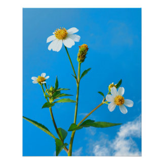 Pôster Flor de Carrapicho