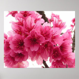 Pôster Flor de cereja