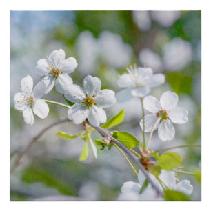 Pôster Flor de Cereja Branca