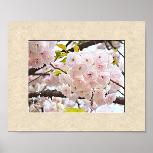 Poster Flor de Cereja Dupla: Jochin (Frente)