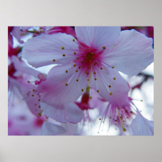 Poster Flor de Cereja Japonês