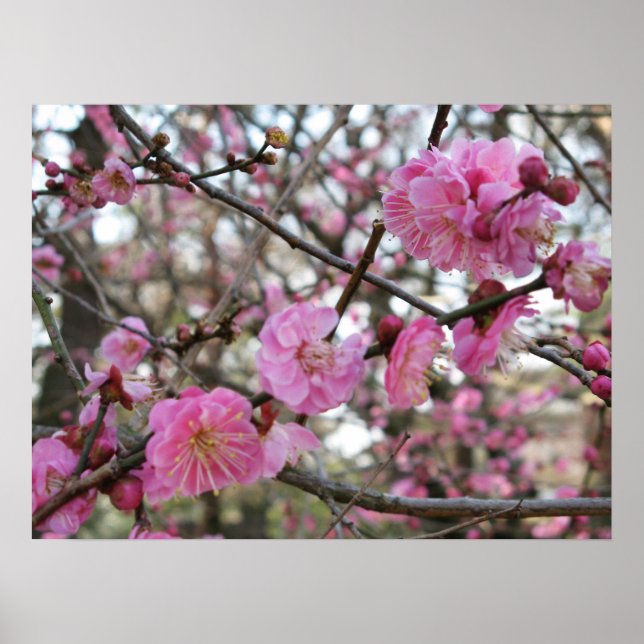 Poster Flor de cereja rosa / Sakura / サ ク ラ(桜) (Frente)