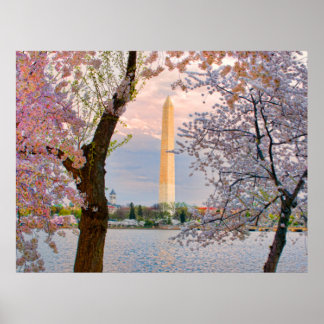 Poster Flor de Cerejeira